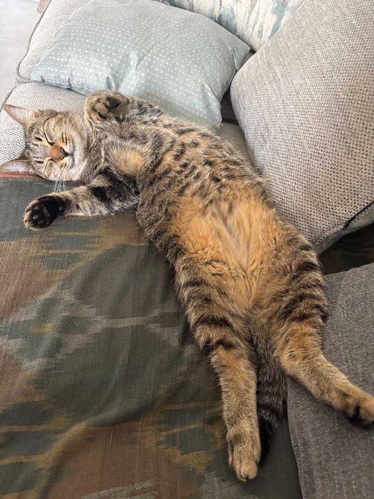 Ракатбоши. Евродом.