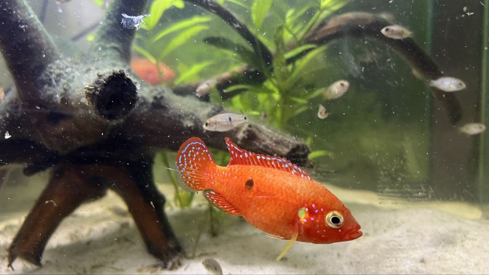 Цихлид Red Jewel бебета