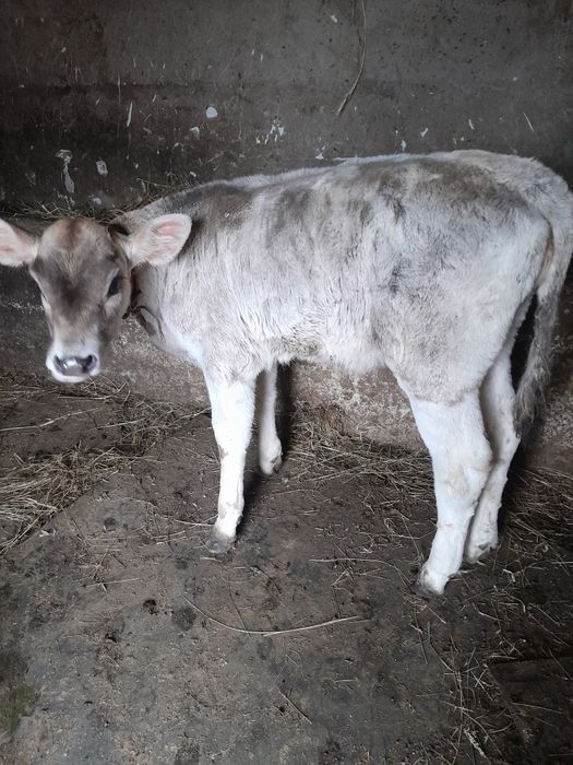 De vânzare vitea preț 20 mil neg