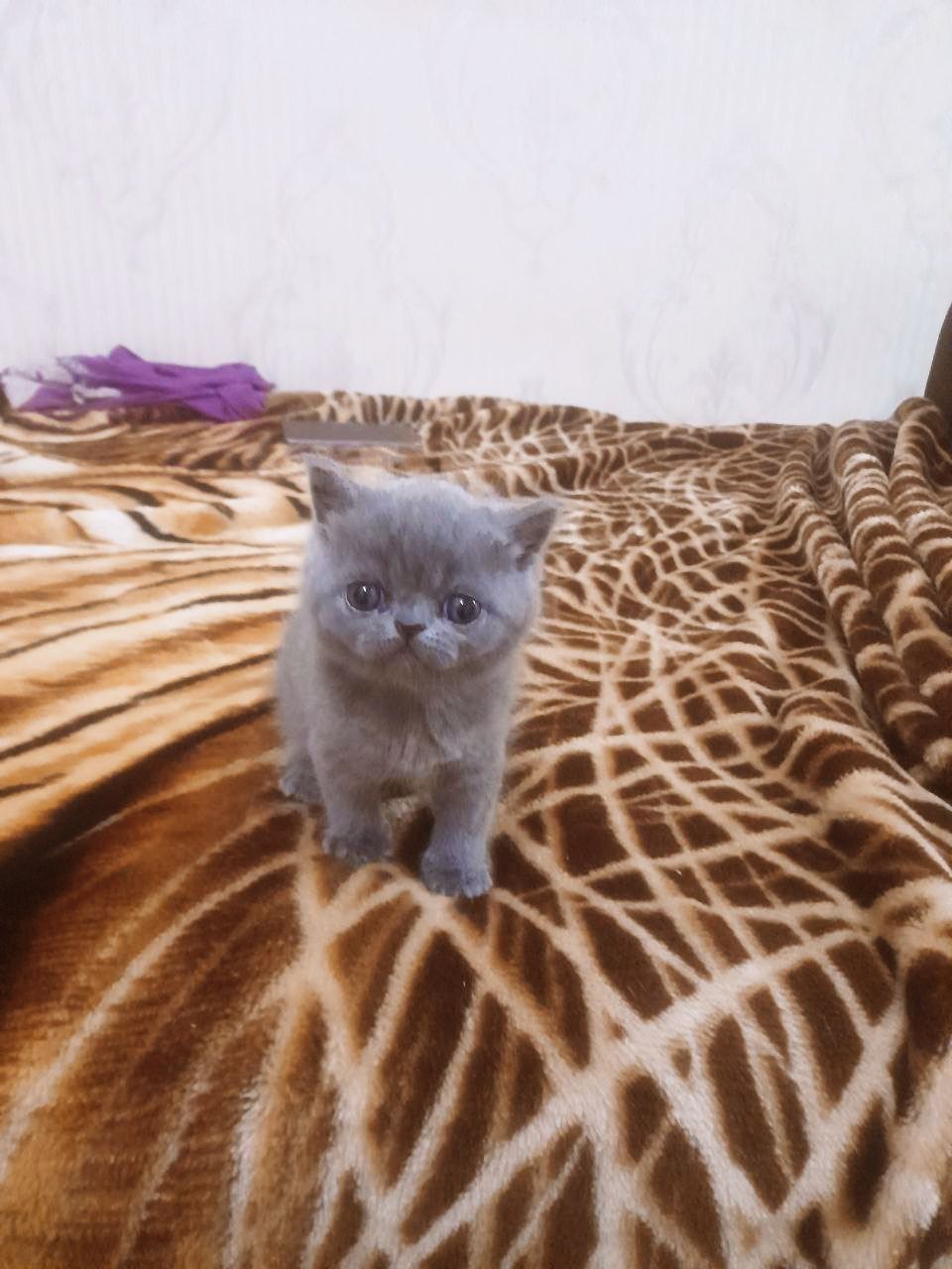 Продам котяток милых ласковых