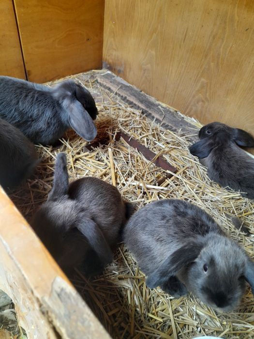 Vând, schimb tineret și maturi, rase pure uriașe și pitice