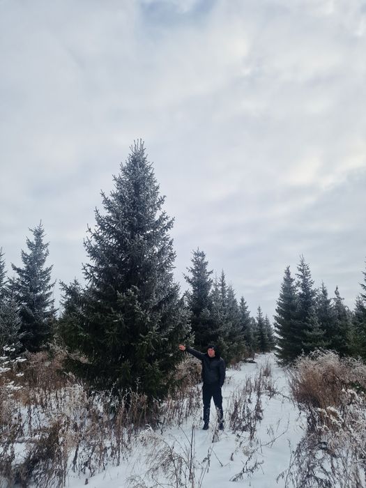 Крупномеры Ель тяньшань голубая сосна