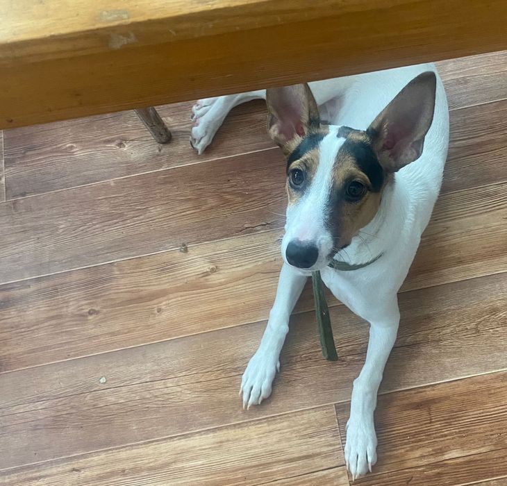 Ищу дом собачке девочке