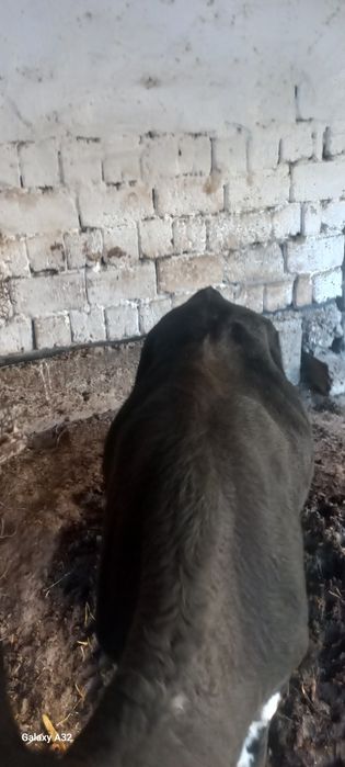 Buqa Zotdor Sotiladi
