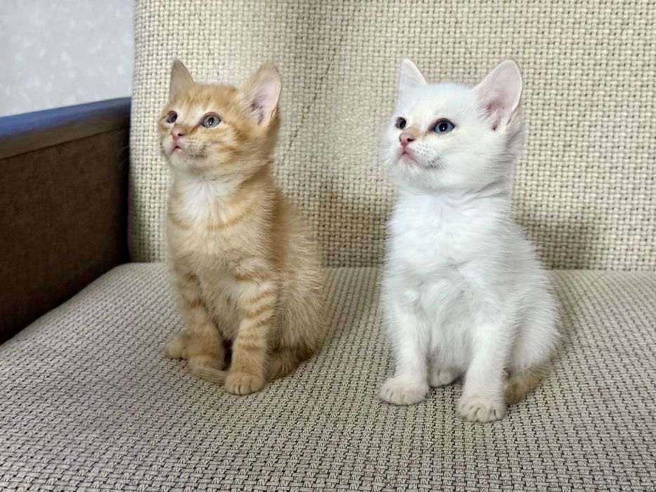 Отдам котят бесплатно