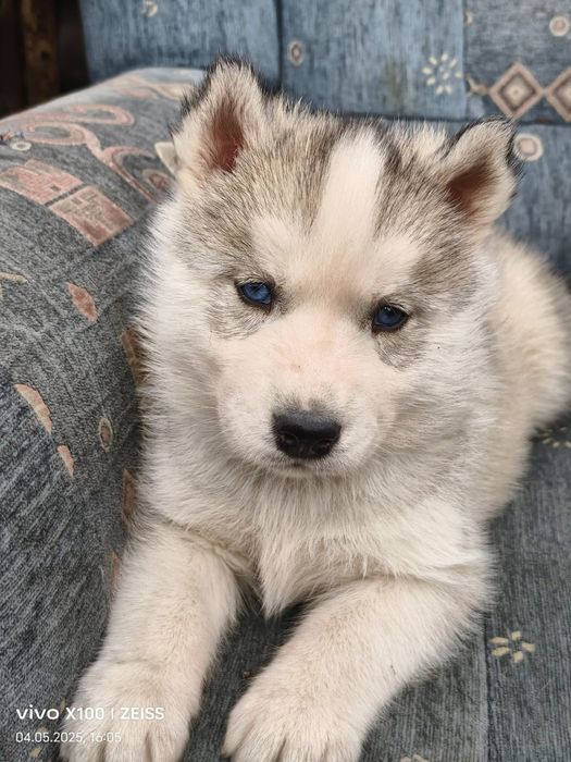 Щенки сибирской хаски.