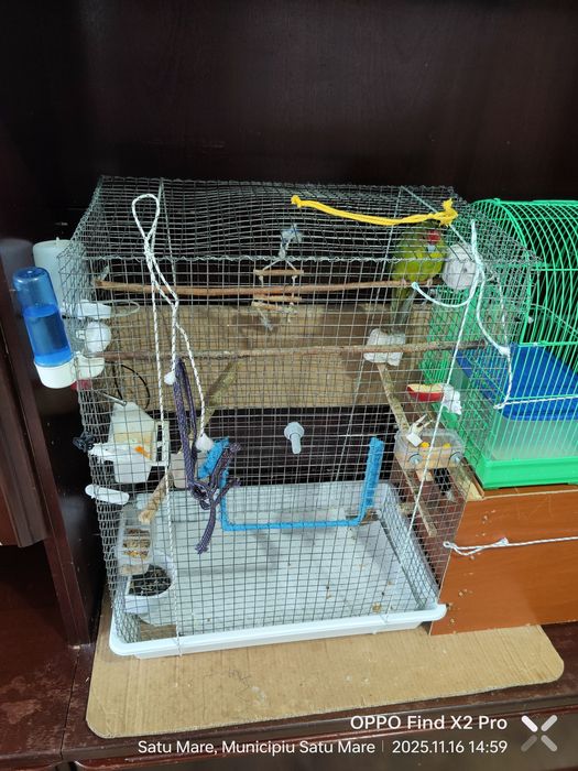 Pereche Kakariki pe oua cu colivie, cuib, accesorii, hrana