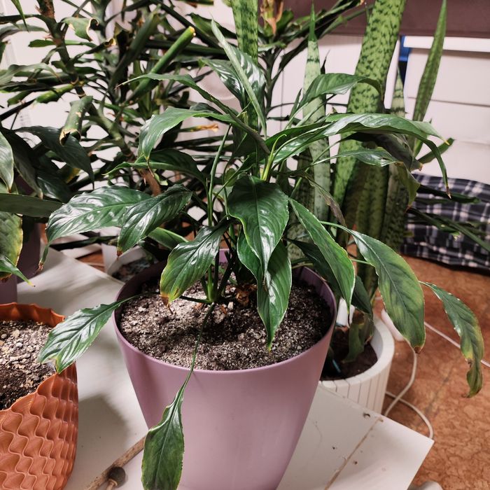 Комнатное растение спатифиллум