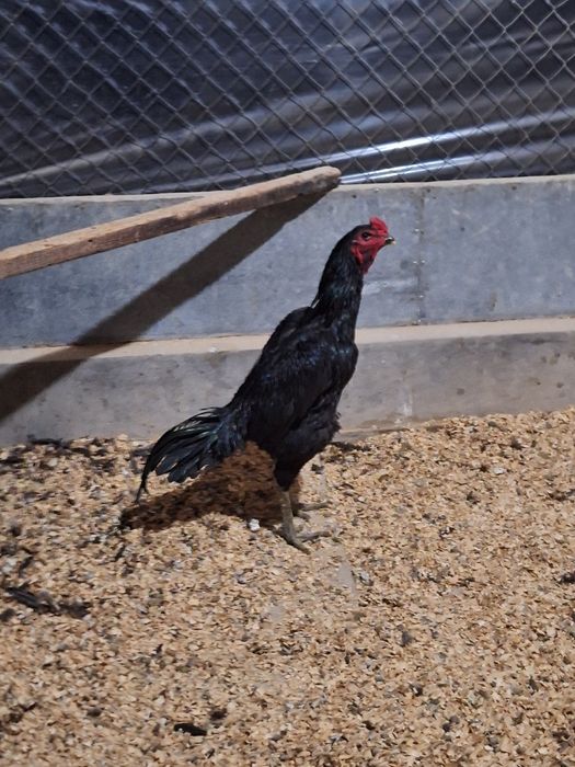 Инкубационое яйцо ганой