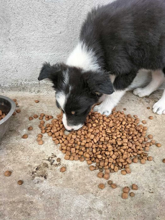 Adopții caini pui 2 luni