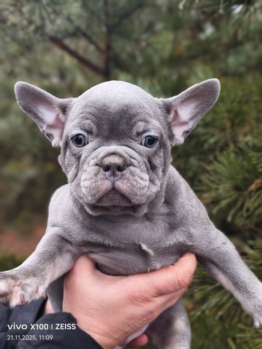 Очаровательные щенки французского бульдога.