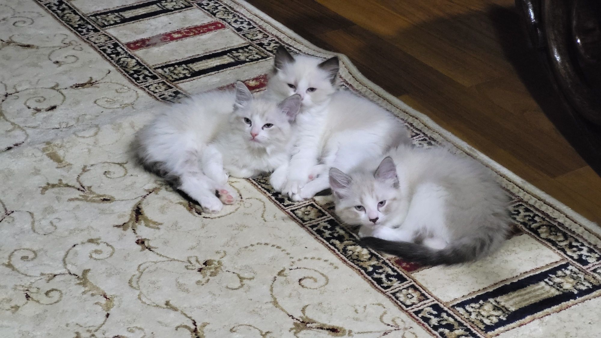 Котенца Регдол – 4 пухкави бебета почти на 3 месеца