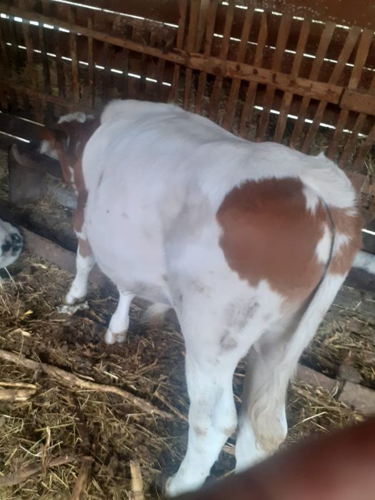 Vițăi  alb-albastru si bălțat