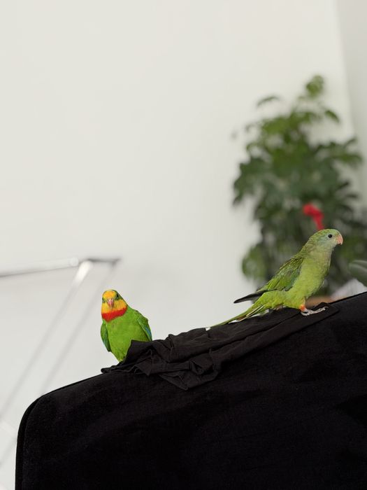 Папагал мъжки  барабанд