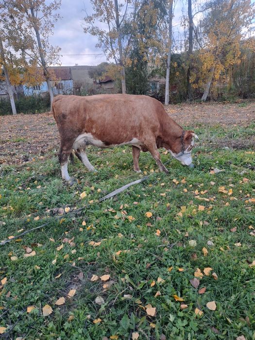 vand vaca buna de lapte