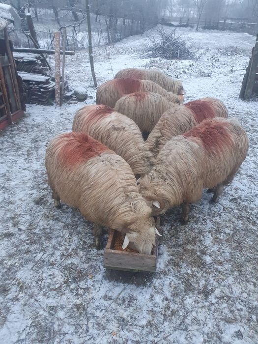 Vand oi fătate 10