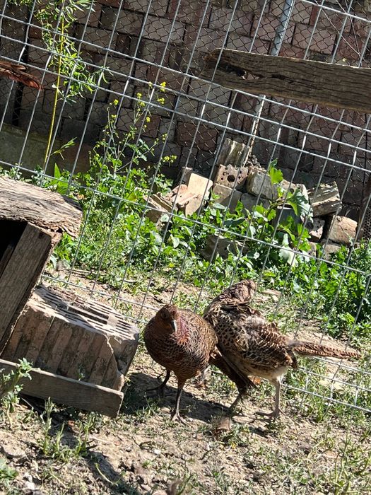 Vând familie fazani