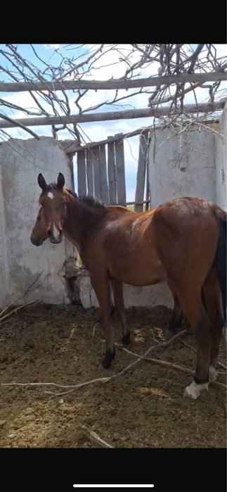 Продам полукровка байтал