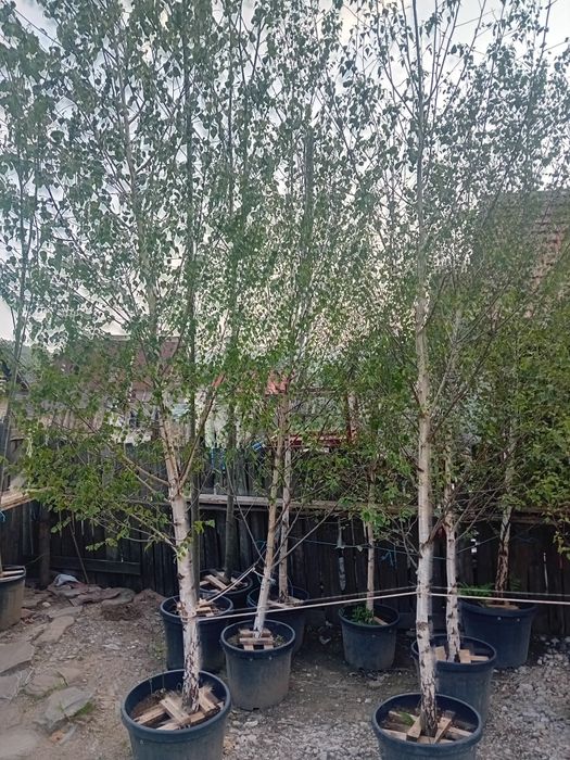 Pepinieră vând tei mirositor de floare