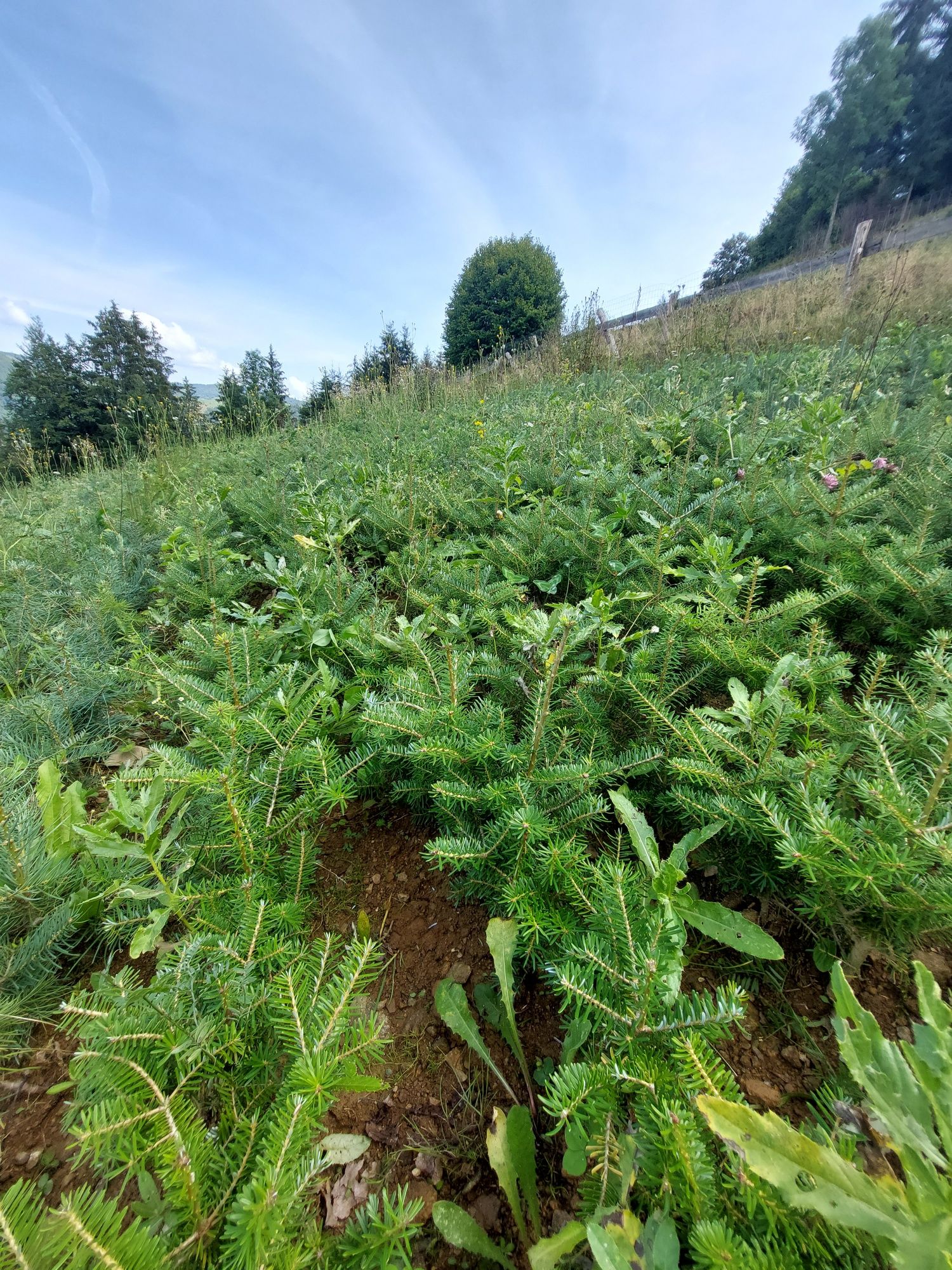 Puieti brad coreean- Abies Koreana 4 ani- produce conuri la 1,5m