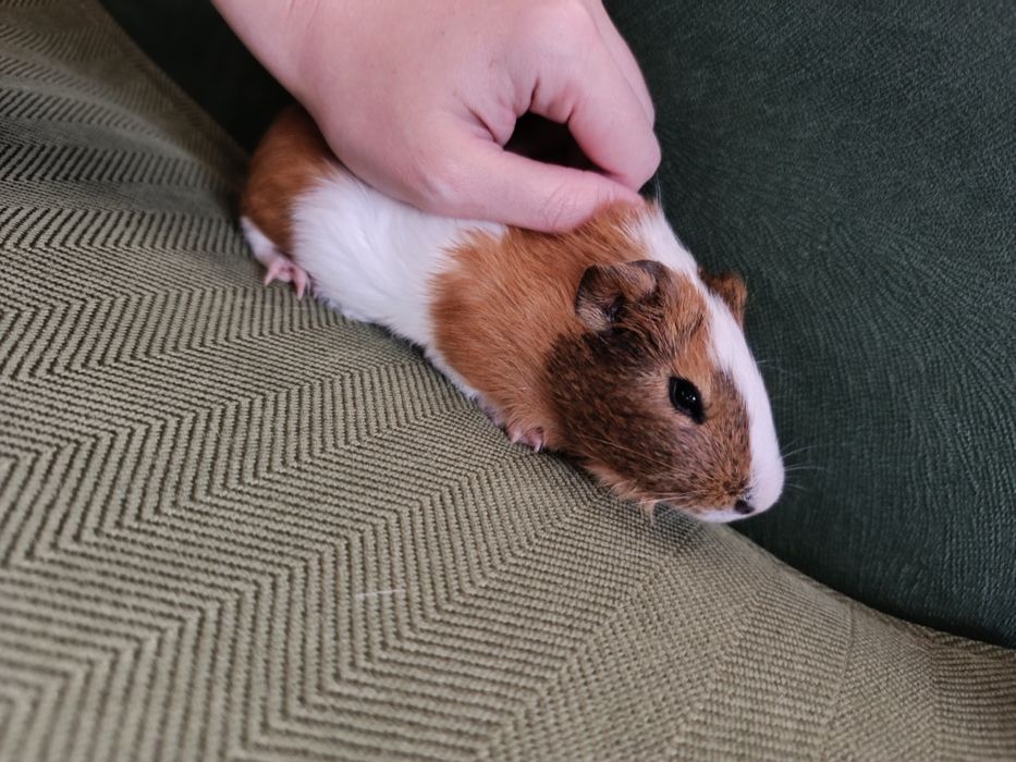 Морская свинка отдам в хорошие руки.