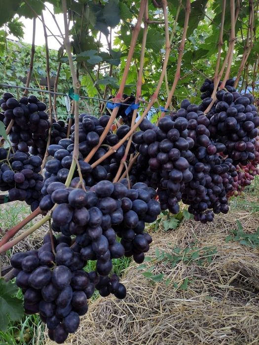 Podarok Nesvetaia vita de vie