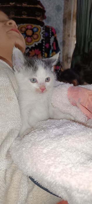 Срочно отдам котят
