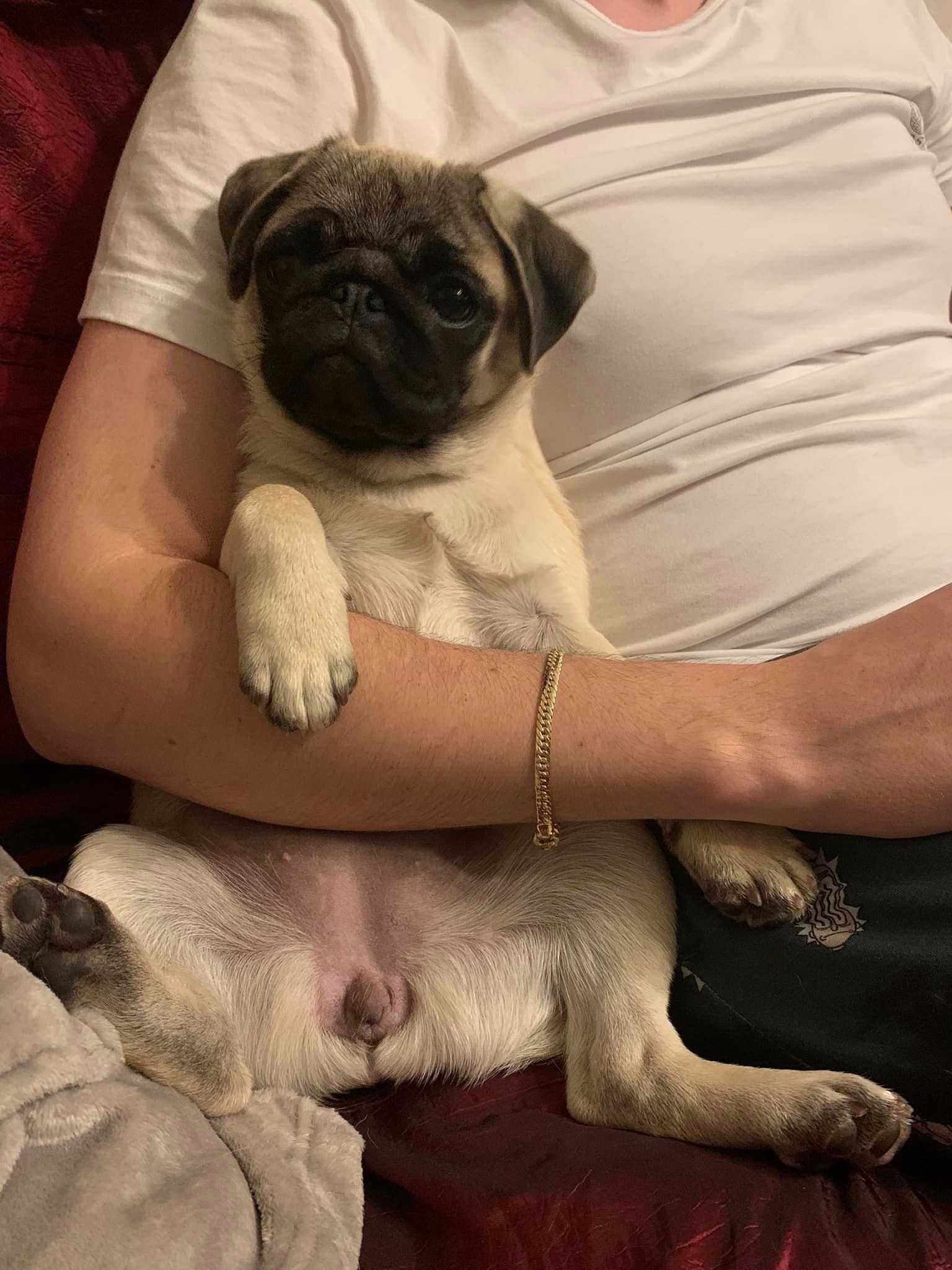 Pug Mops femela la varsta de 2 luni