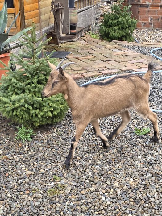 Iede alpina franceza