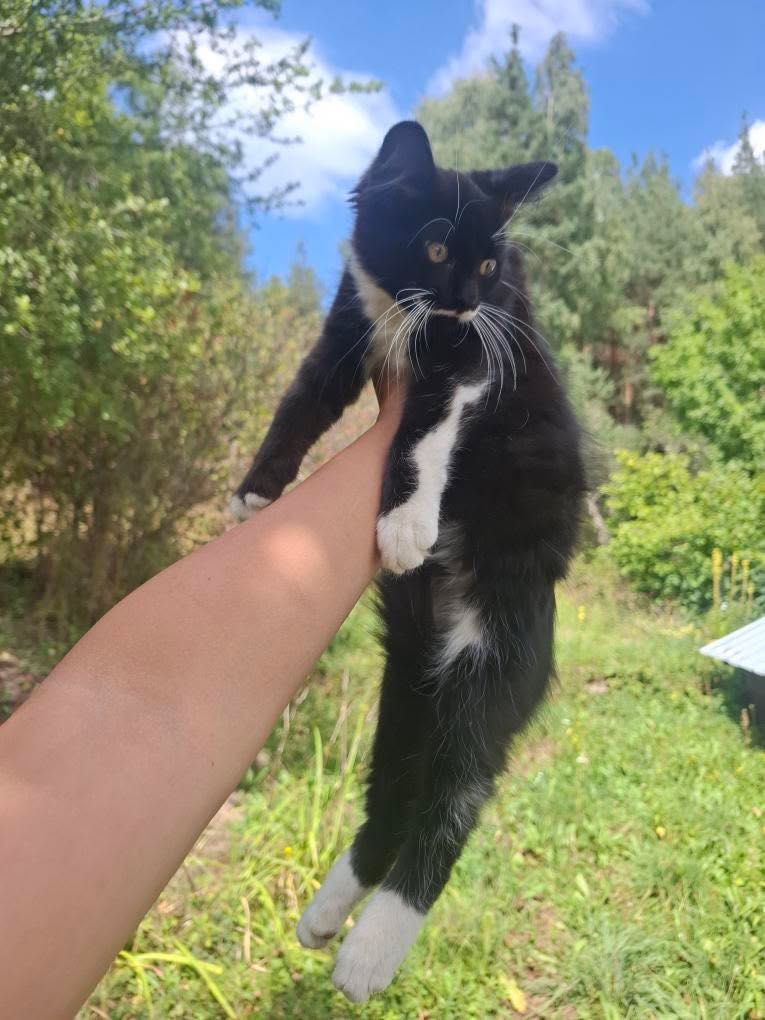 Спешно Подарявам котенца