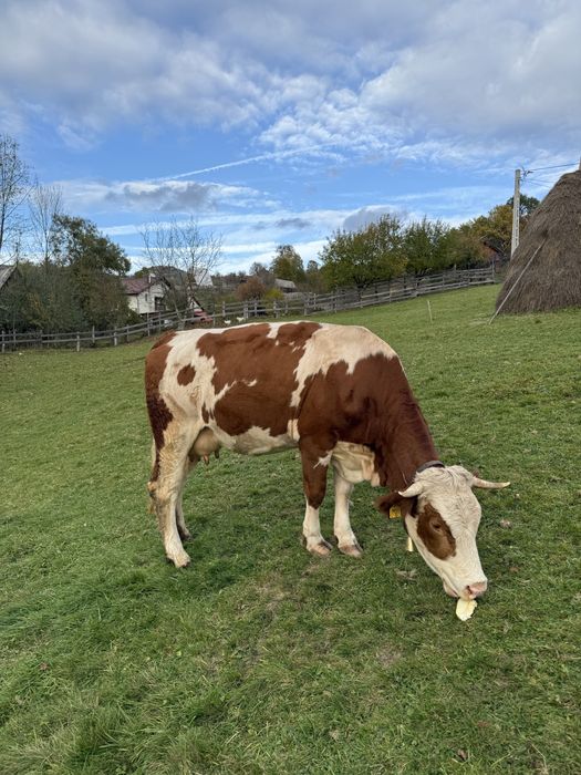 Vând  vacă bălțată românească + vițel angus