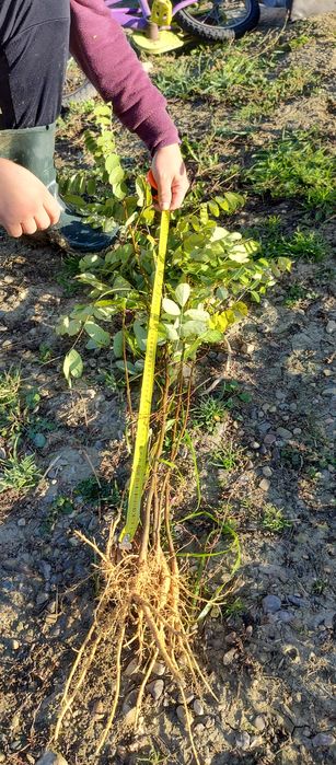 Puieți salcâm frasin mesteacăn fag carpen tei