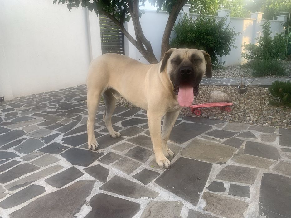 Presa canario mascul cu pedigree