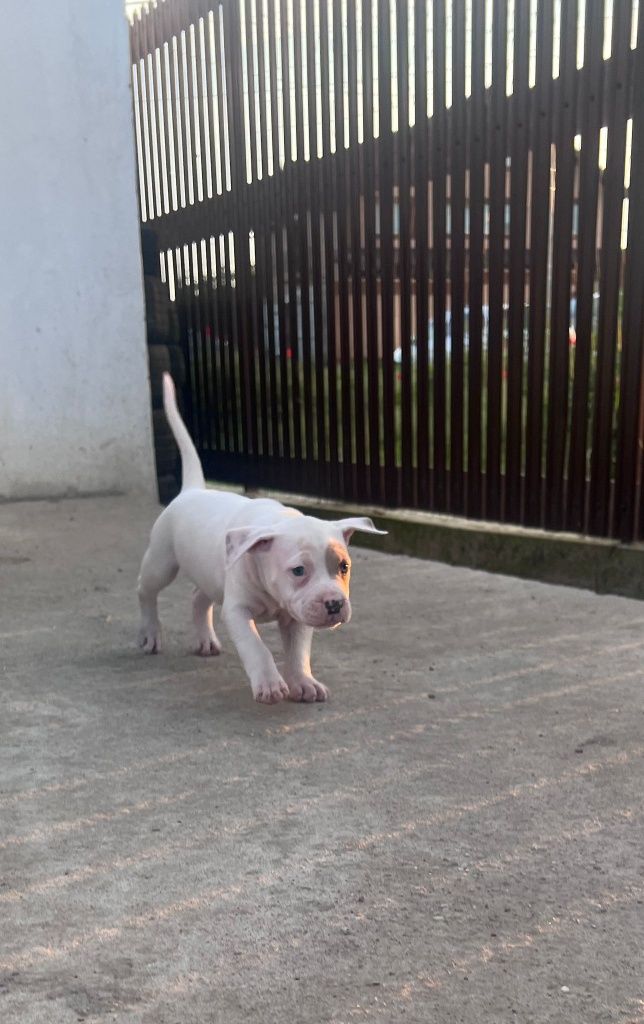 Pui American Bully