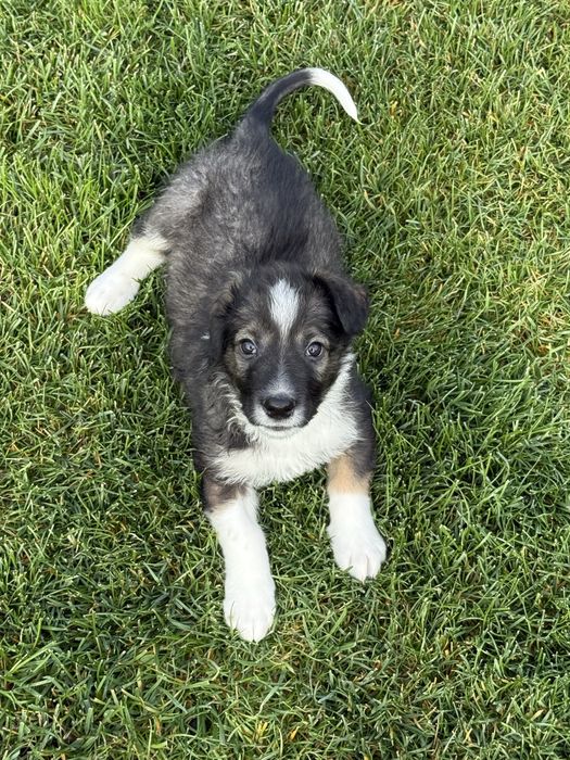 Щенок 1.5 мес, в добрые руки