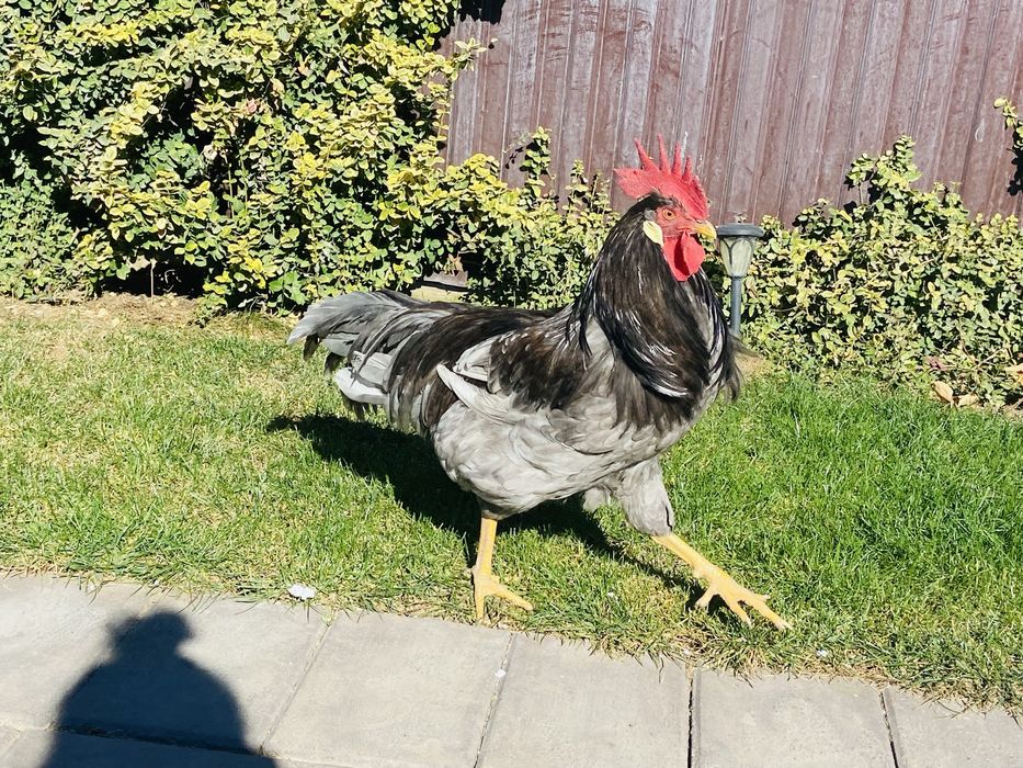 Cocosi de italiene de vanzare