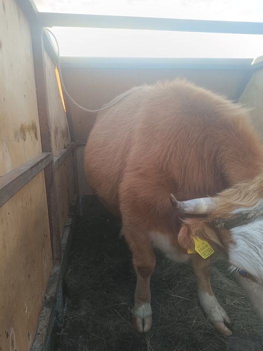 Семиз сиыр сатылады