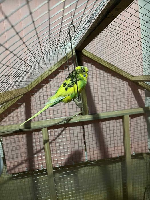 Продавам папагали