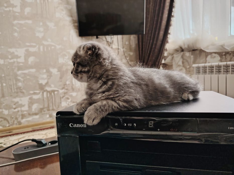 Skotish fold shotlandskaya vislouhaya mushukcha sotiladi 4 oylik qiz