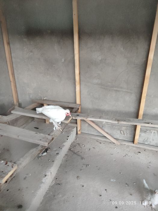 Япон товук хурозлар декларативный оегида патли чиройли пародалиси