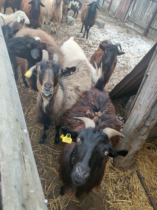 Продам коз  2000 кг