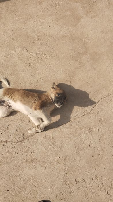 Aqlli kuchuk sotiladi sutdan chiqqan