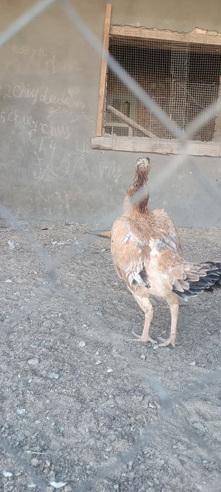 хуроз карис карис тавук шамо тавук сотилади тулакка утди 15ой