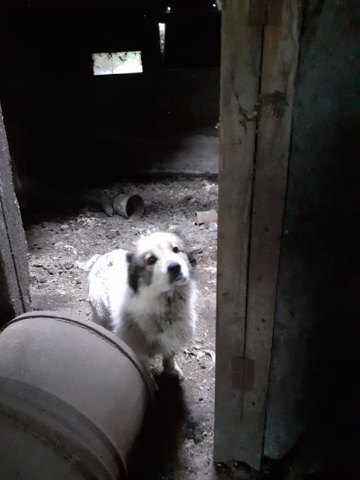 Отдам собаку !!!