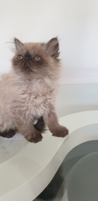 Персийски котенца
