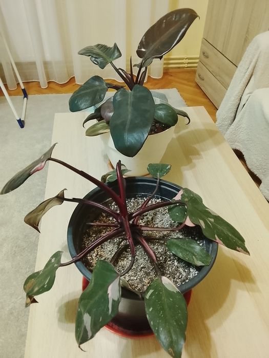 Vând Philodendron Pink Princess și Black Cardinal