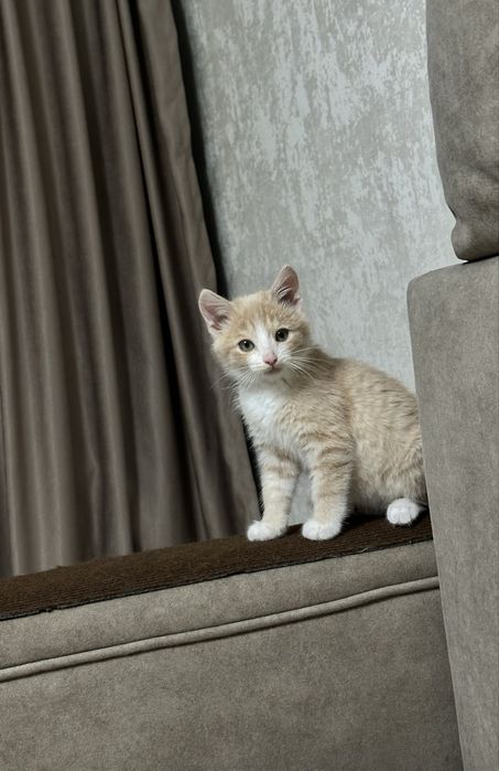 Ищет дом безумно милый красивый маленький котик