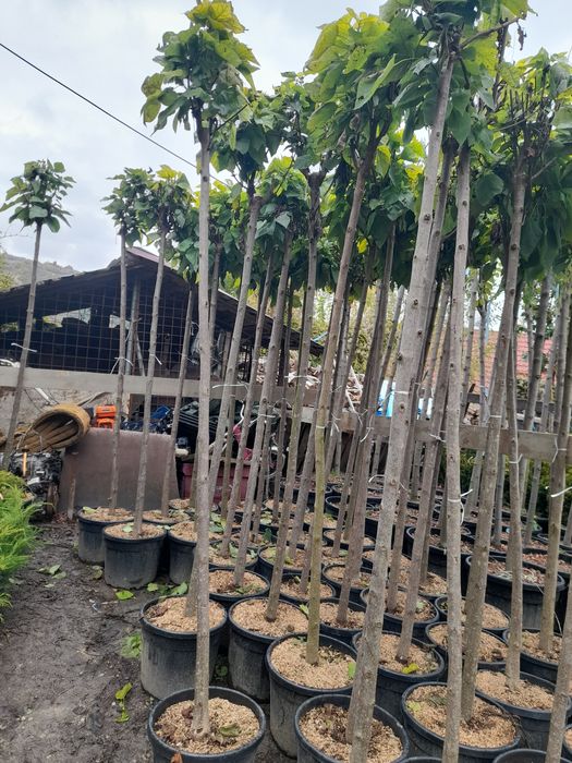 Vând plante ornamentale