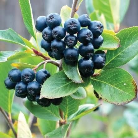 Mesteacan alb.Afin canadian Amalanchier Aronia.Castan.Tei.Soc.Corn.>RO