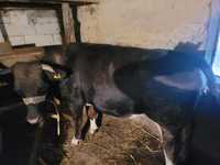 Vaca / junica 2 ani de vânzare, Flamanzi